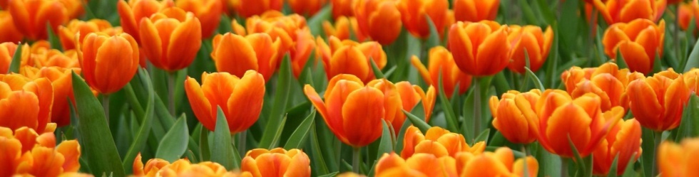 Orange Tulip Scholarship 2019